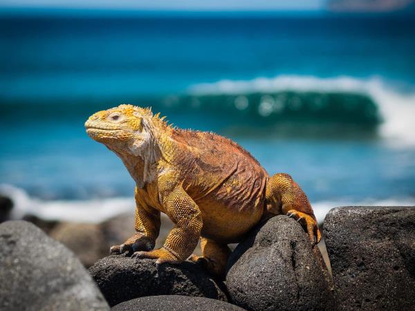 Ecuador and Galapagos tailor made holidays 