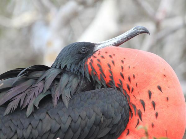 Ecuador and Galapagos tailor made holidays 