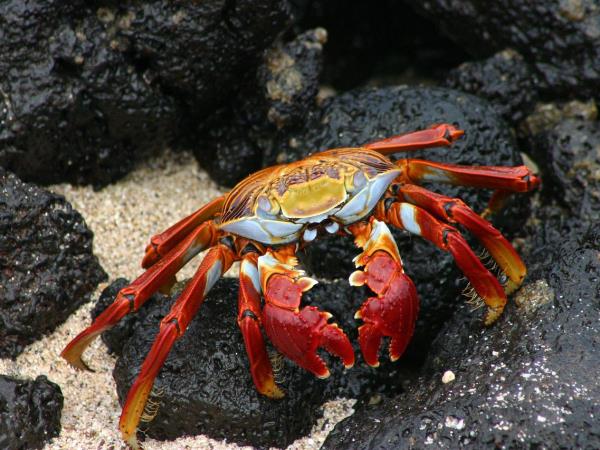 Ecuador and Galapagos tailor made holidays 