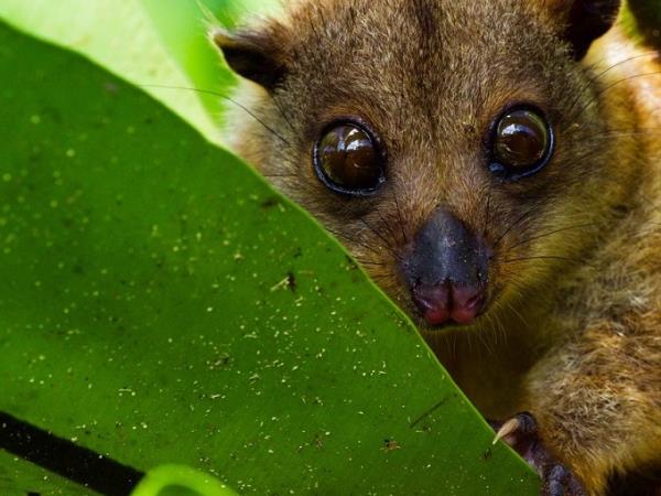 Japan, Philippines and Indonesia expedition cruise