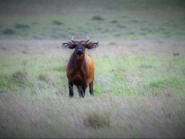 Gabon safari holiday by train