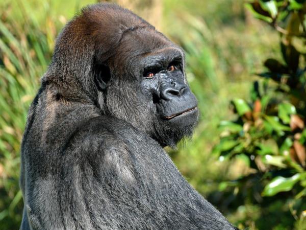 Gabon safari holiday by train