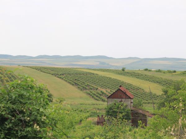 Georgia culture & wine tasting holiday