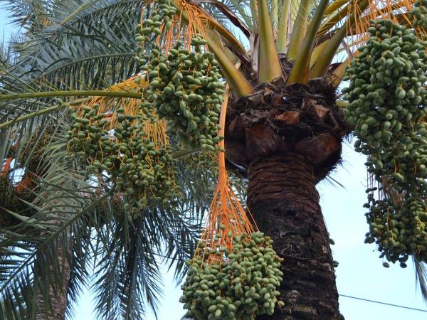 Morocco Berber cultural tour