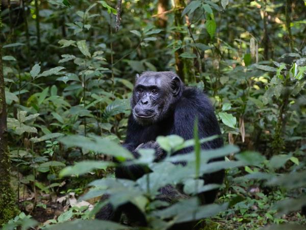 Nigeria primate & wildlife holiday