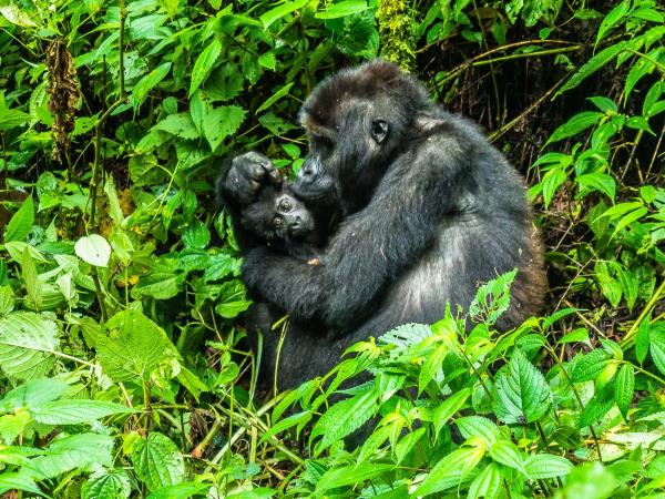 Nigeria primate & wildlife holiday