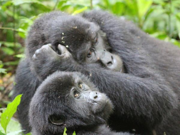 Uganda small group primate safari