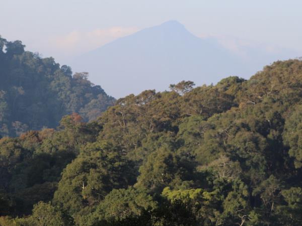 Uganda small group primate safari
