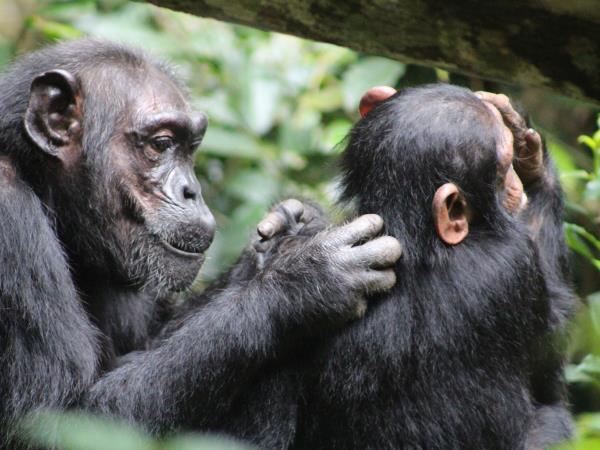 Uganda small group primate safari