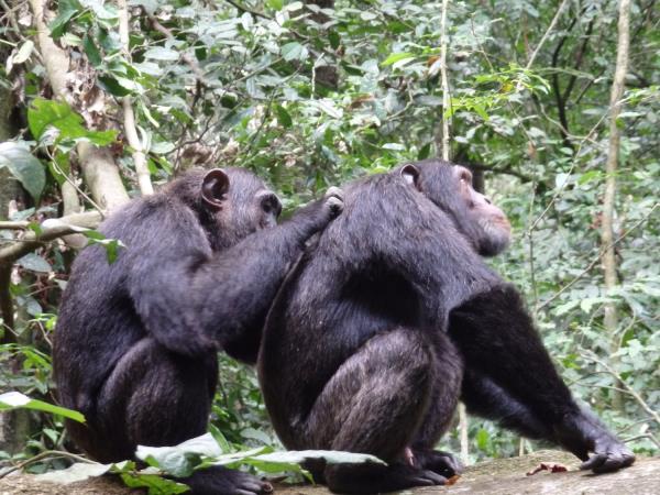 Uganda wildlife highlights holiday