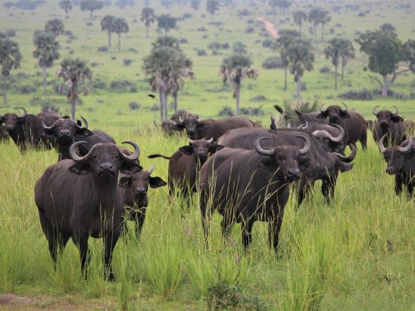 Burundi bird watching holiday