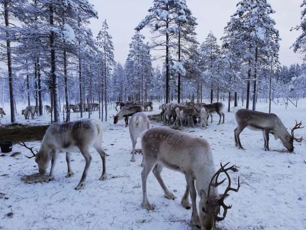 Lapland small group winter holiday