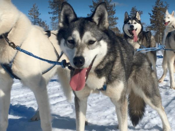 Lapland small group winter holiday