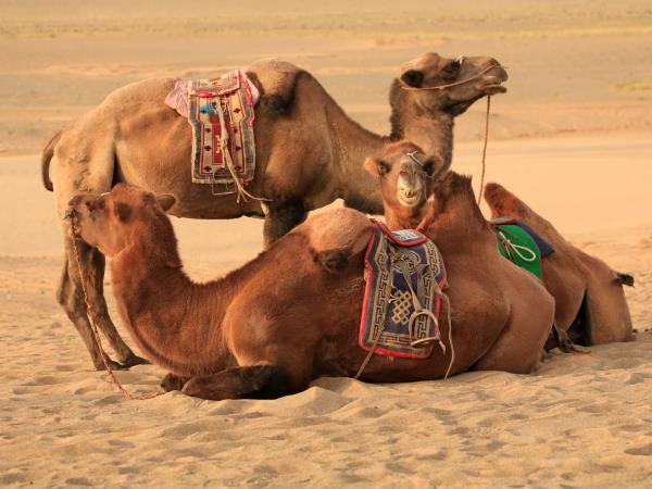 Japan and Mongolia small group tour