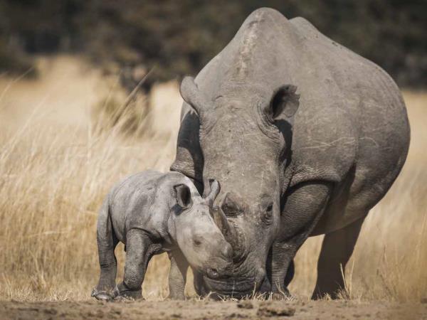 Wildlife photography holiday in Zimbabwe
