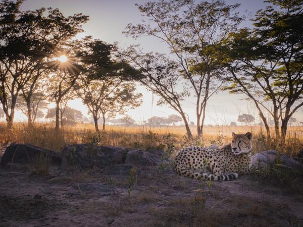 Wildlife photography holiday in Zimbabwe