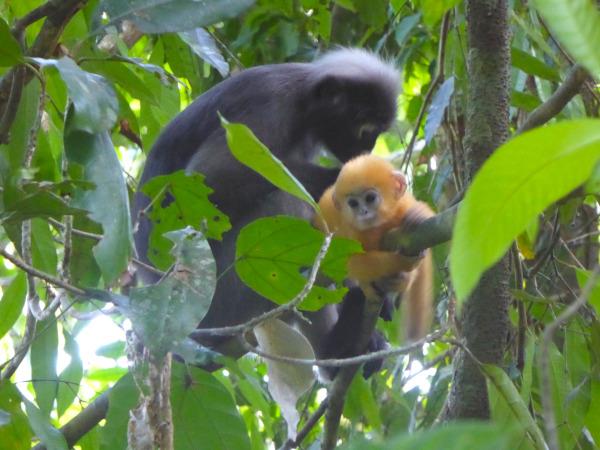 Thailand tailor made holiday, elephants, jungle & beach