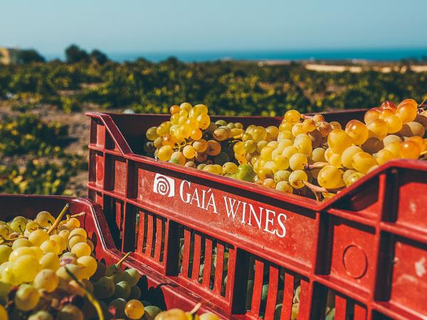 Greece wine tasting cruise