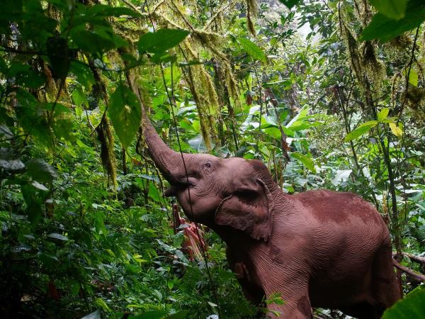 Thailand yoga & elephant holiday