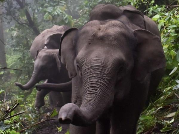 Thailand yoga & elephant holiday