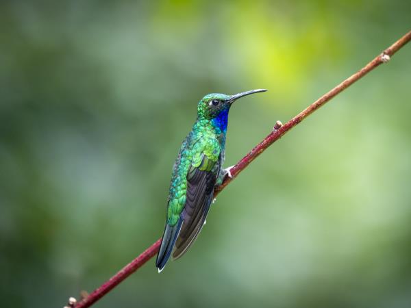 Bird watching holiday in Tobago