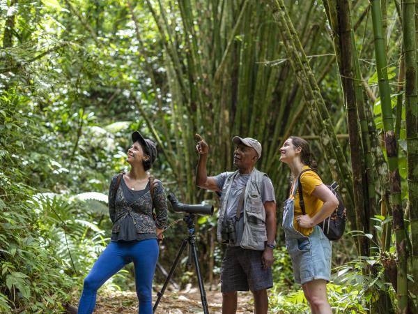Bird watching holiday in Tobago