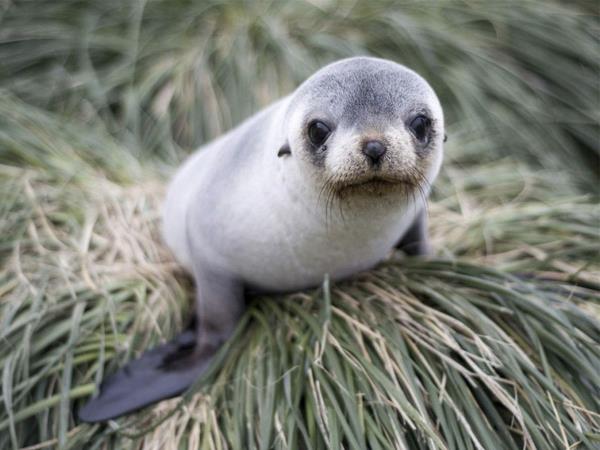 South Georgia wildlife photography tour
