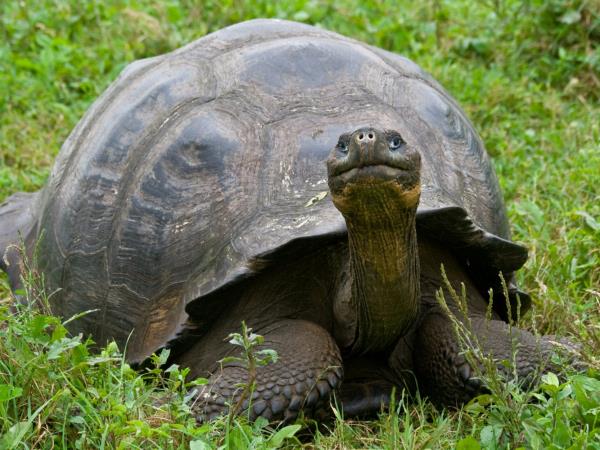 Galapagos luxury nature cruise