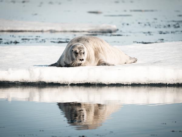Svalbard expedition cruise holiday