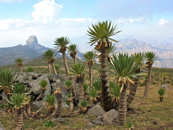 Trekking in Ethiopia on Mount Abuna Yosef