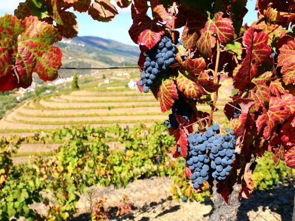 The Douro walking tour in Portugal