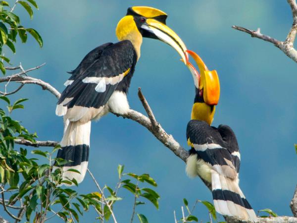 Borneo birdwatching tour