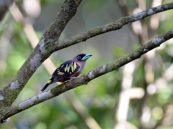 Borneo birdwatching tour