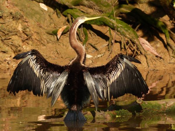 Borneo birdwatching tour