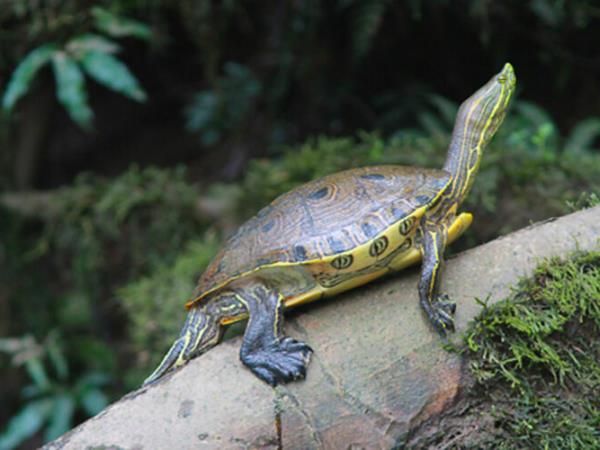 Costa Rica adventure holiday, wildlife & activities