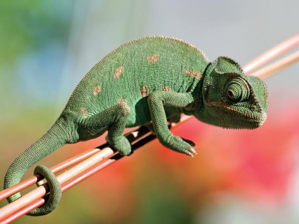 Madagascar birds and wildlife holiday