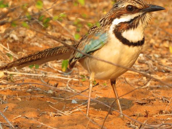 Madagascar birds and wildlife holiday