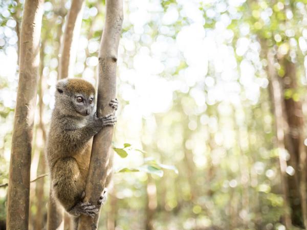 Madagascar birds and wildlife holiday