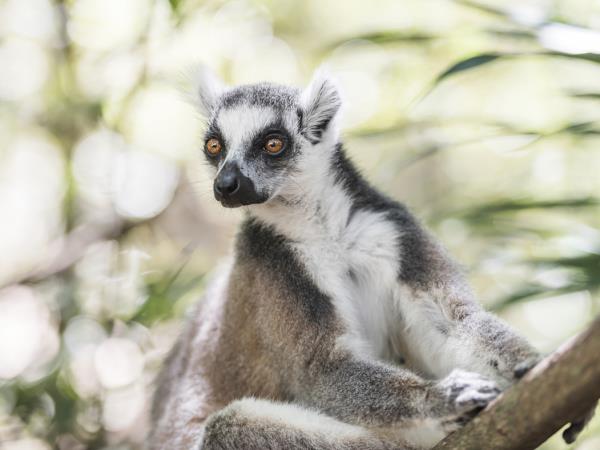 Madagascar birds and wildlife holiday