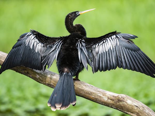 Costa Rica adventure holiday, wildlife & activities