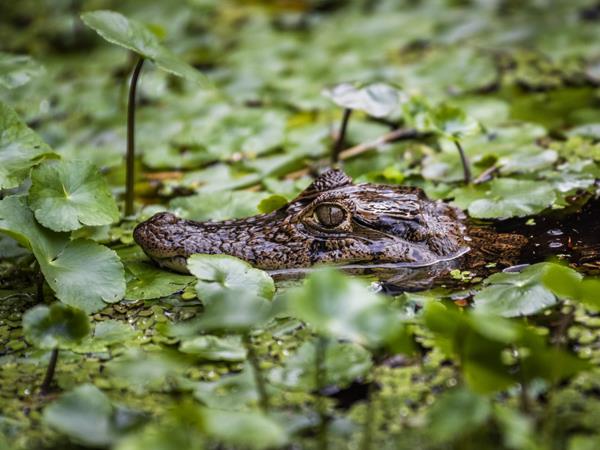 Costa Rica adventure holiday, wildlife & activities