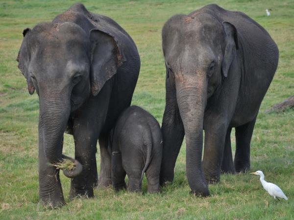 Family adventure holiday in Thailand