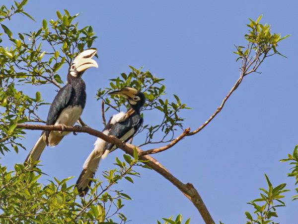 Borneo holiday, Land below the wind