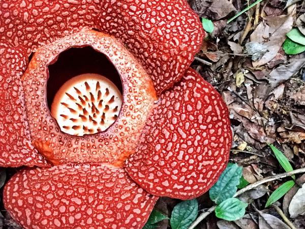 Borneo holiday, Land below the wind