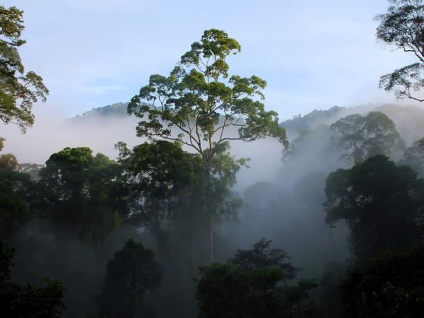 Borneo holiday, Land below the wind