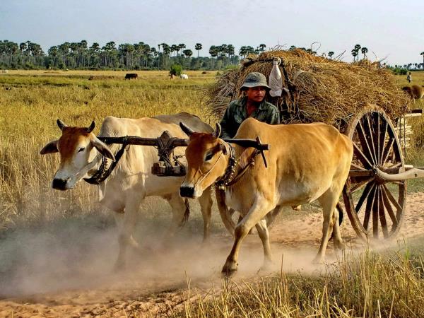 Cambodia highlights tour, 7 days