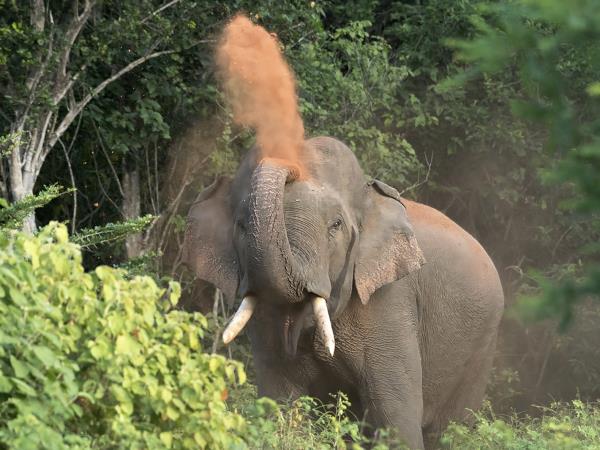 Sri Lanka eco lodge accommodation