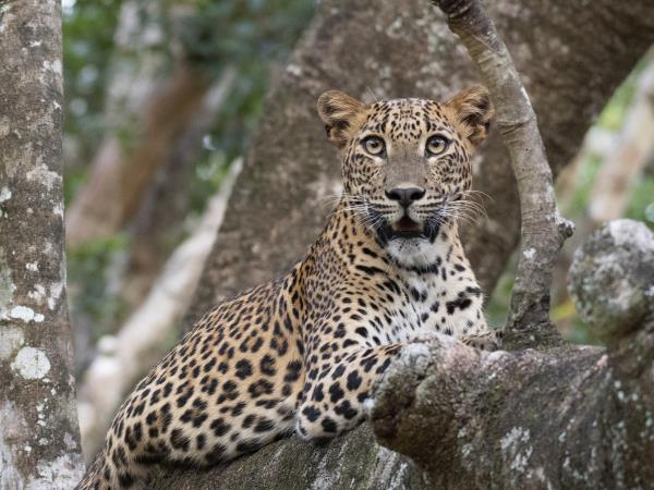 Sri Lanka eco lodge accommodation