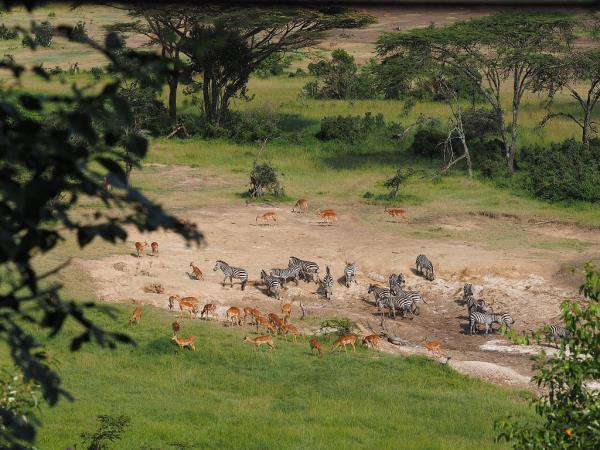 Kenya walking safari in the Masai Mara