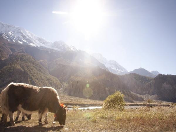 Annapurna Circuit holiday, Nepal